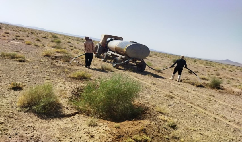 مرحله سوم آبیاری سنواتی پروژه نهالکاری بخش مرتع دشت سربیشه  
