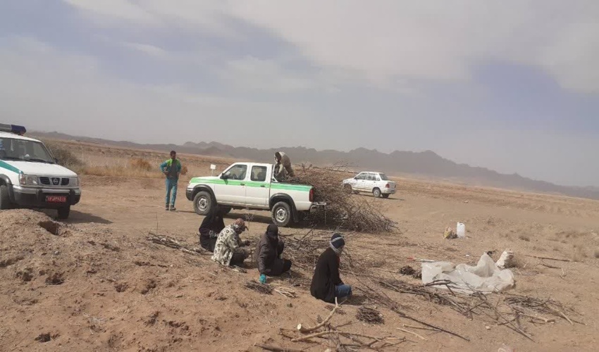 کاشت قلمه در فردوس