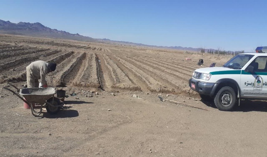 کاشت قلمه‌ در نهالستان فردوس