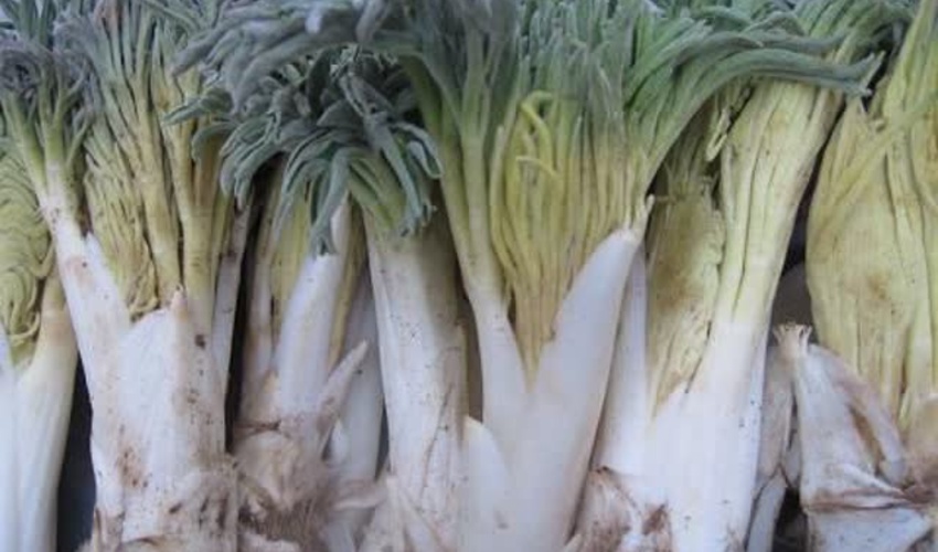 عرضه گیاه کما در خراسان جنوبی ممنوع است؛ برداشت خوراکی مجاز