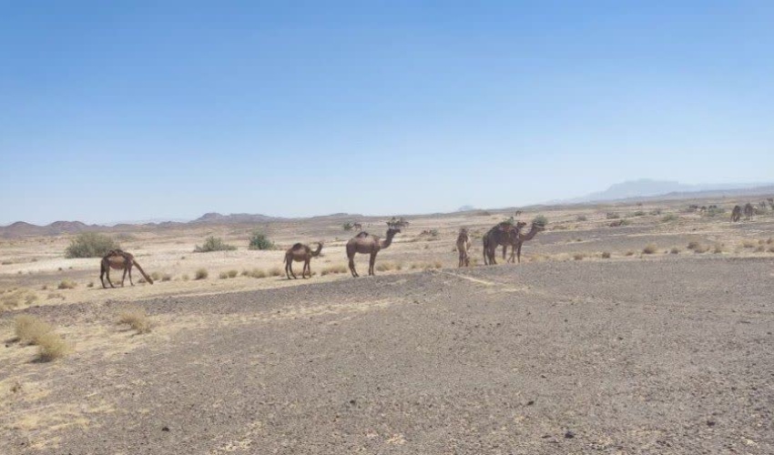 ممانعت از ورود دام به مناطق قرق در جاده آبگرم خوسف