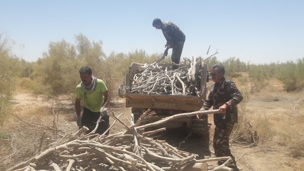 یک تن تاغ جنگلی قاچاق کشف و توقیف شد