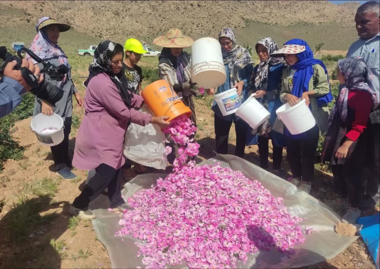 برداشت گل محمدی از مزارع روستاهای محدوده طرح ترسیب کربن در شهرستان های خاتم و مروست